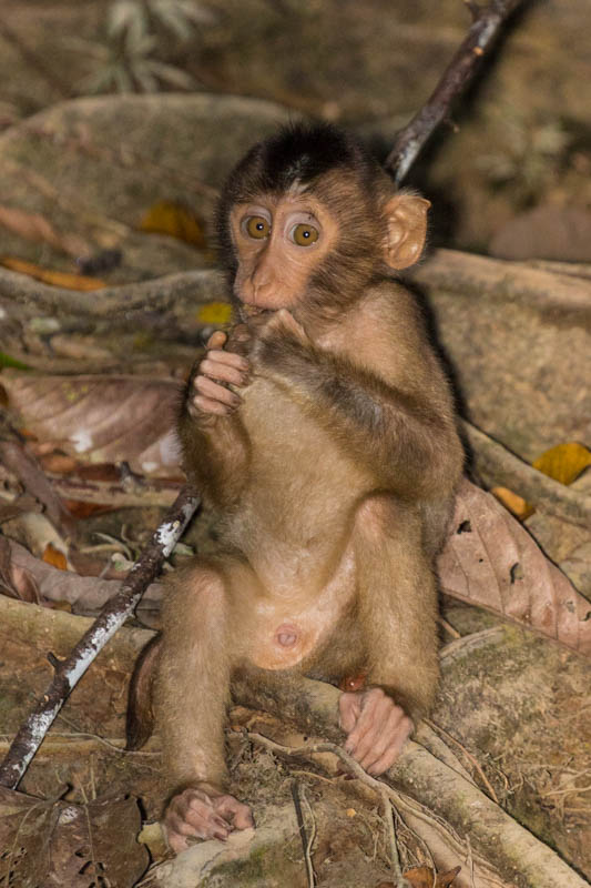 Juvenile Sunda Pig-Tailed Macaques