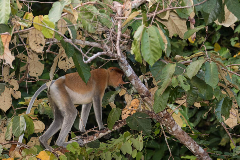 Proboscis Monkey