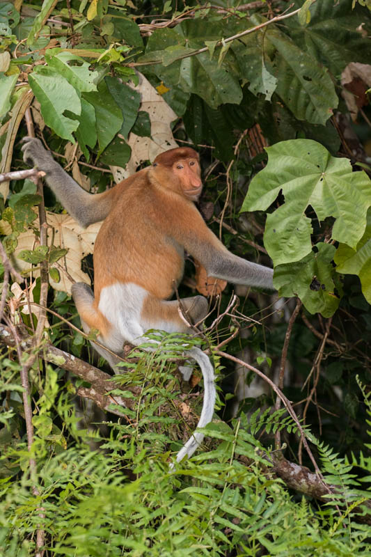 Proboscis Monkey