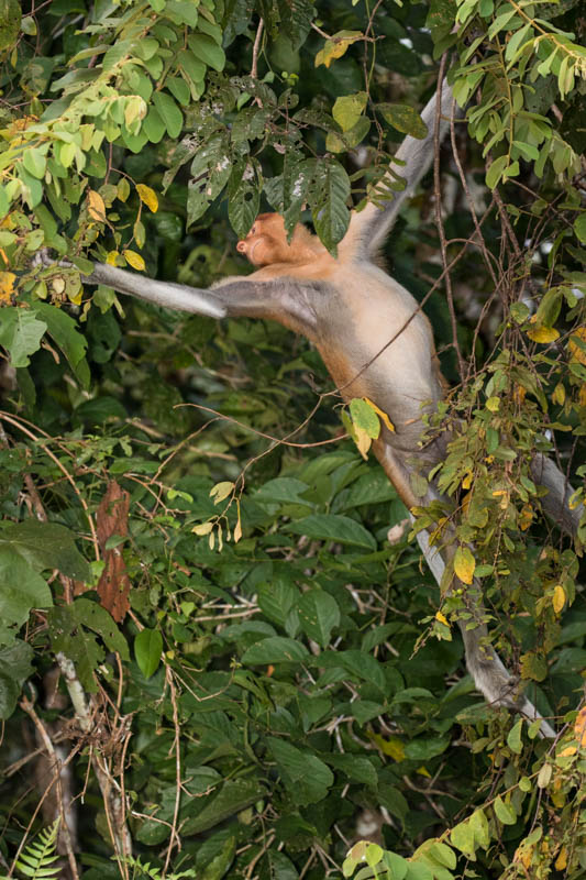 Proboscis Monkey