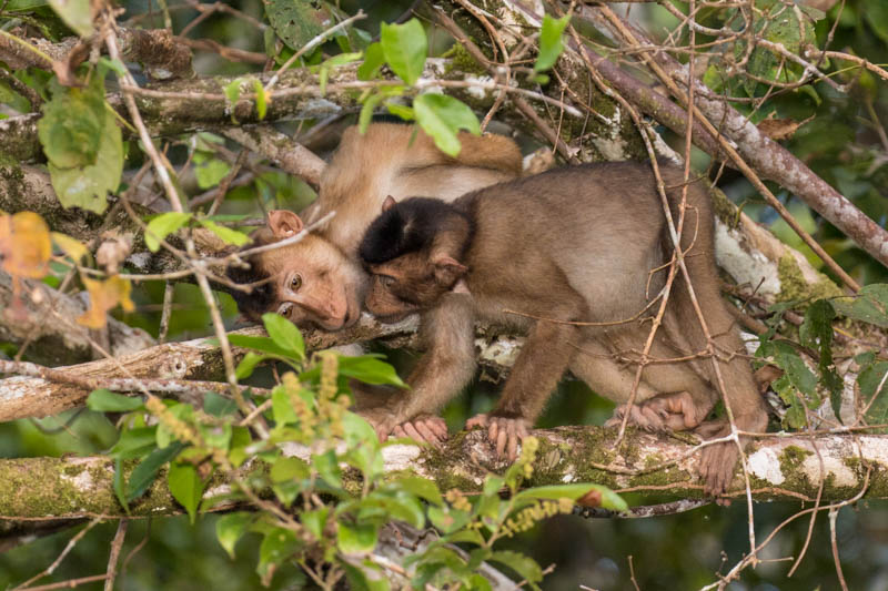 Sunda Pig-Tailed Macaques