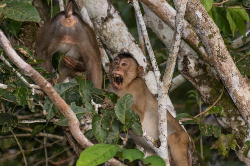 Sunda Pig-Tailed Macaques Fighting