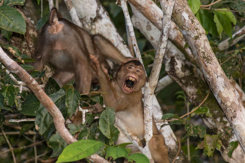 Sunda Pig-Tailed Macaques Fighting