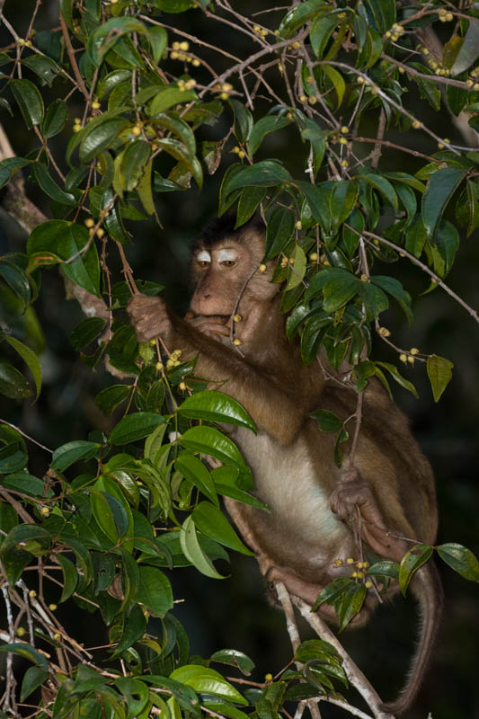 Sunda Pig-Tailed Macaque