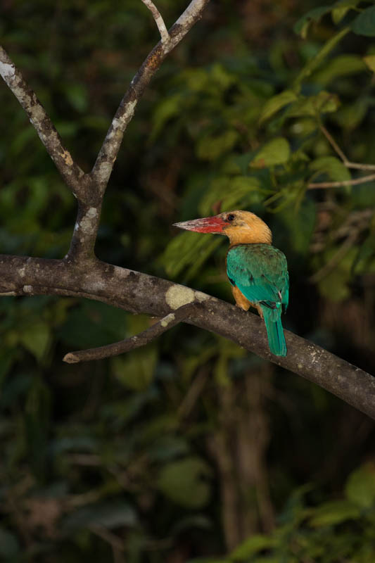 Stork-Billed Kingfisher