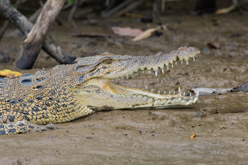 Saltwater Crocodile