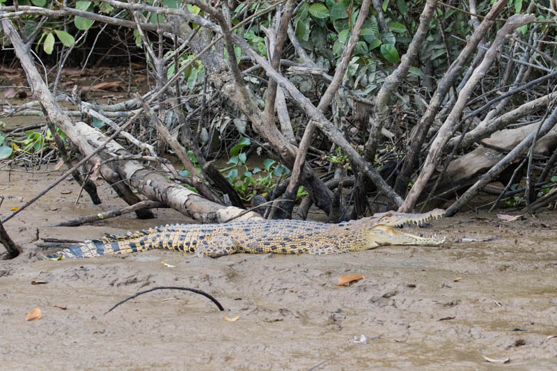 Saltwater Crocodile