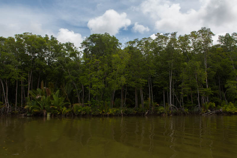 The Kinabatangan River