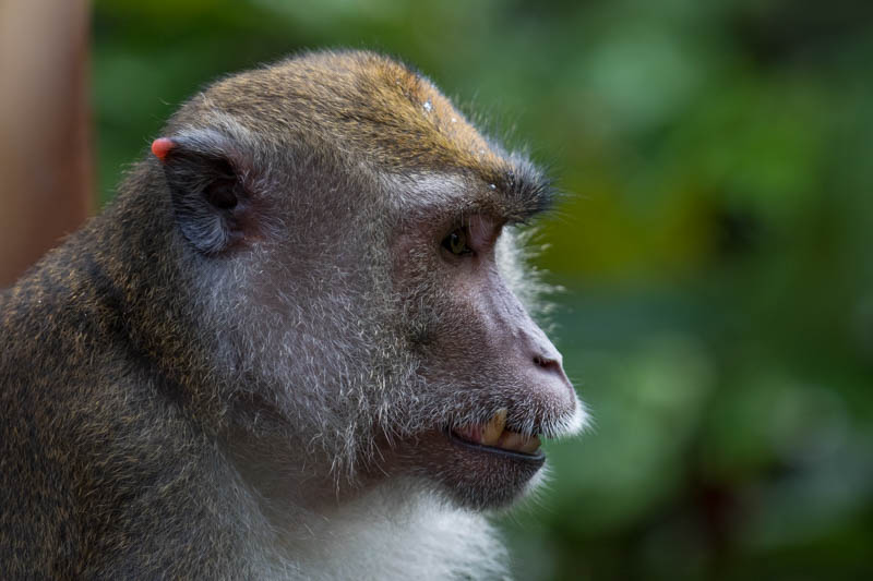 Long-Tailed Macaque