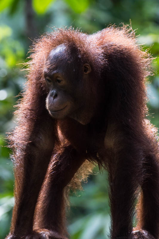 Bornean Orangutan (Captive)