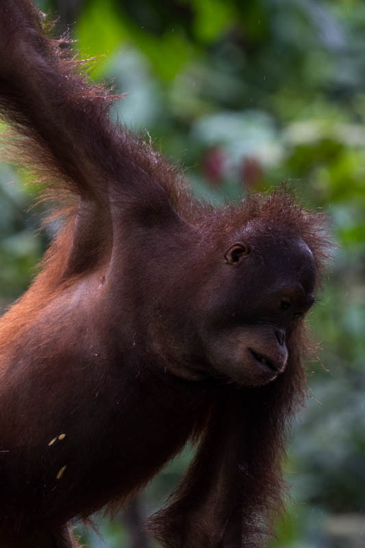 Bornean Orangutan (Captive)