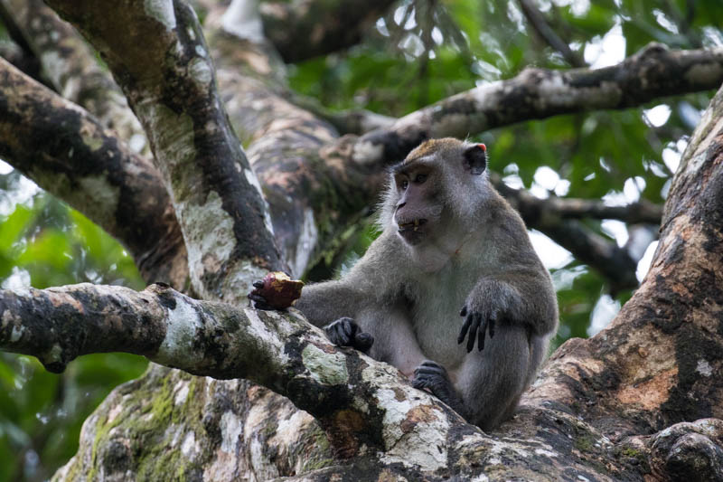 Long-Tailed Macaque