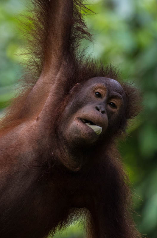 Bornean Orangutan (Captive)