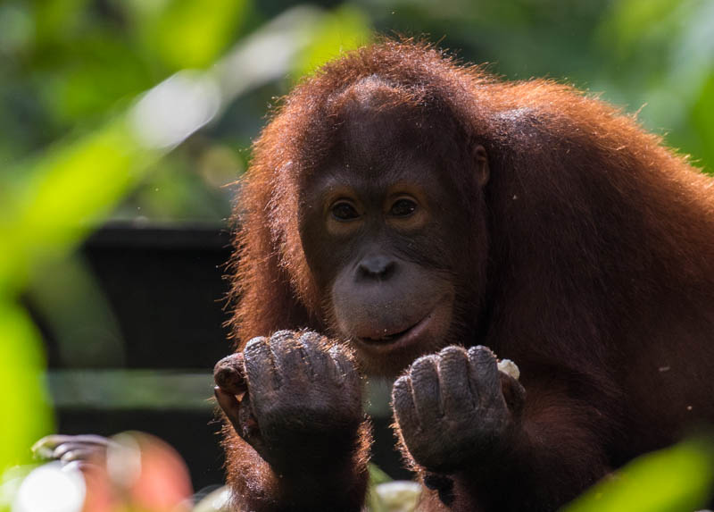 Bornean Orangutan (Captive)