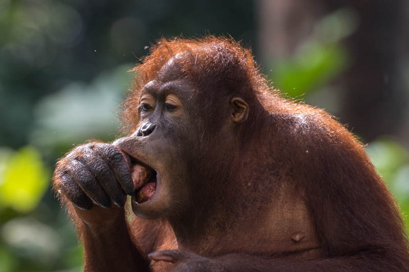 Bornean Orangutan (Captive)