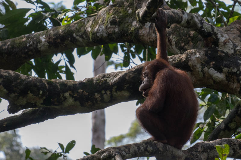 Bornean Orangutan (Captive)