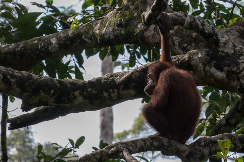 Bornean Orangutan (Captive)