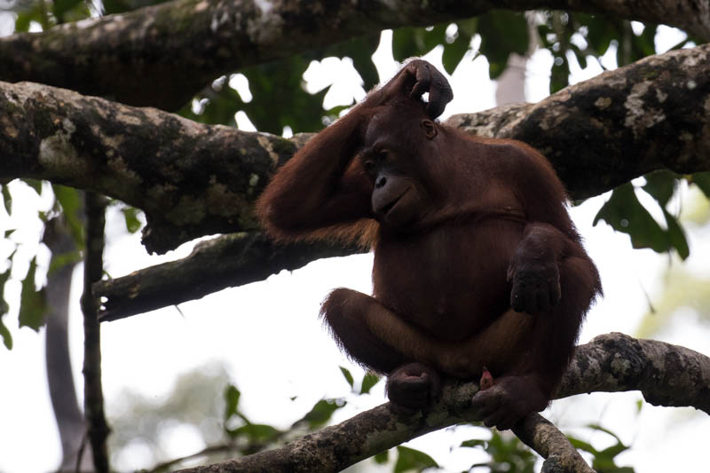 Bornean Orangutan (Captive)