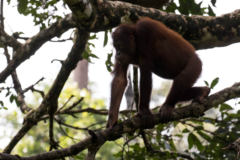 Bornean Orangutan (Captive)