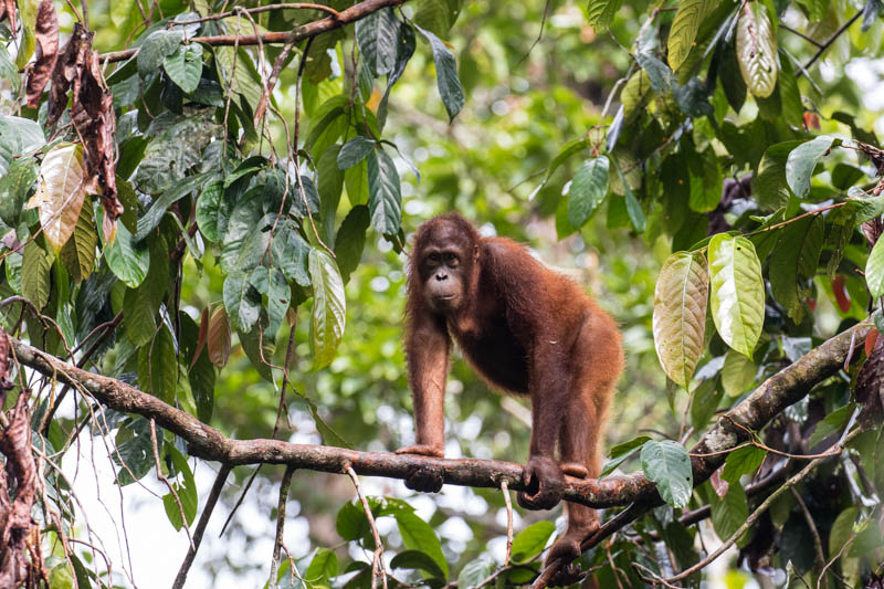 Bornean Orangutan (Captive)