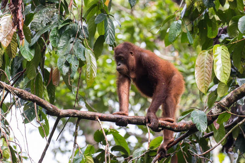 Bornean Orangutan (Captive)