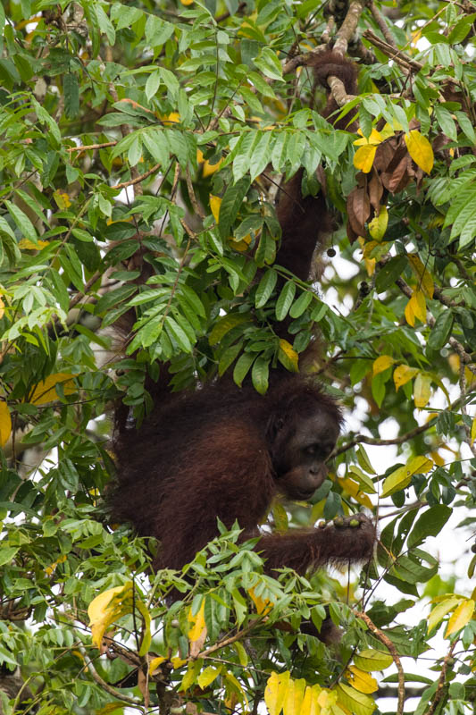 Bornean Orangutan