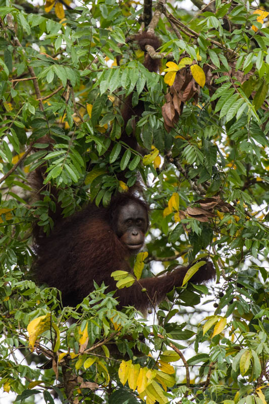 Bornean Orangutan