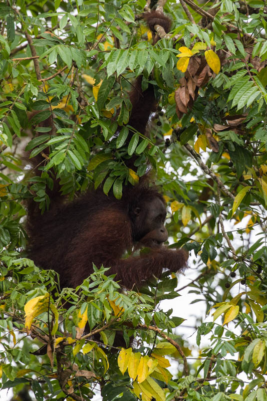 Bornean Orangutan