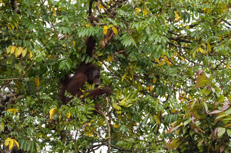 Bornean Orangutan