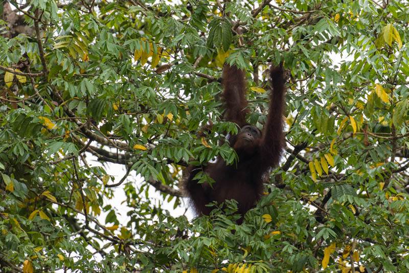 Bornean Orangutan