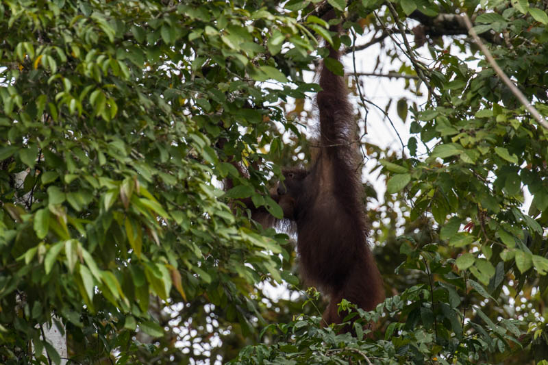 Bornean Orangutan