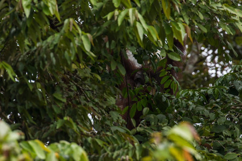 Bornean Orangutan