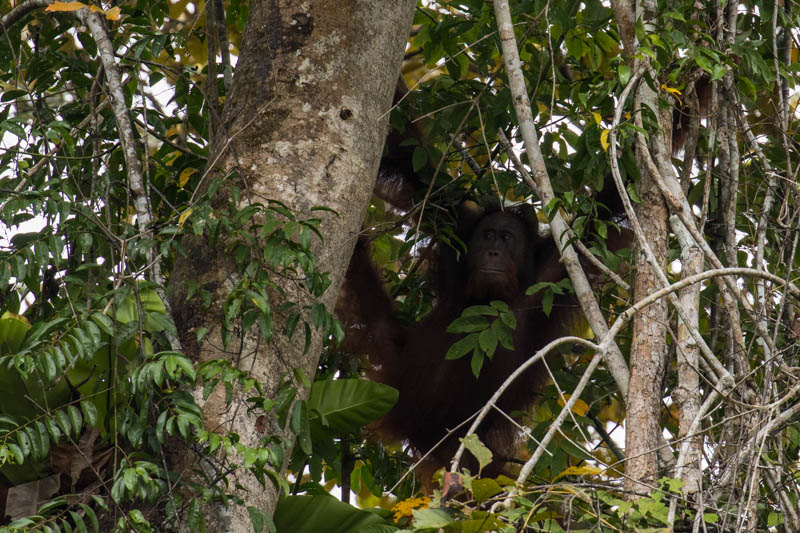 Bornean Orangutan