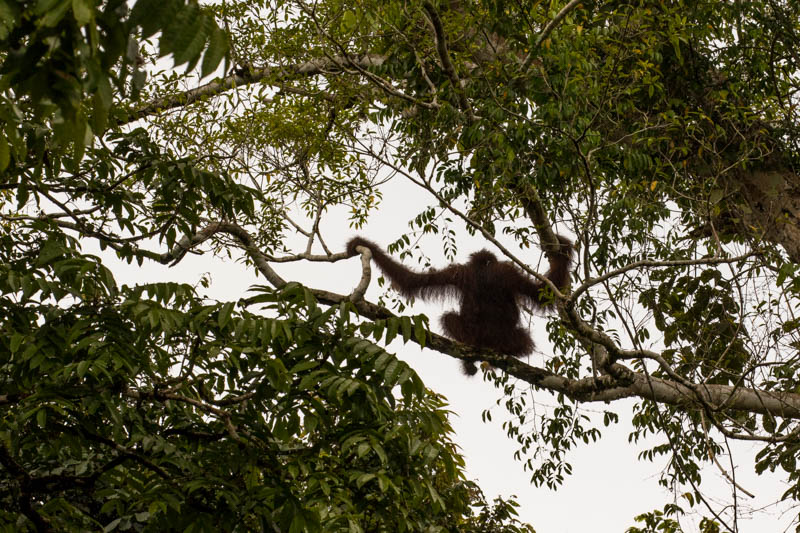 Bornean Orangutan