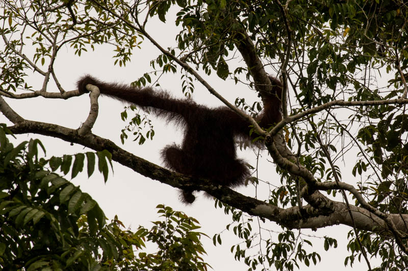 Bornean Orangutan