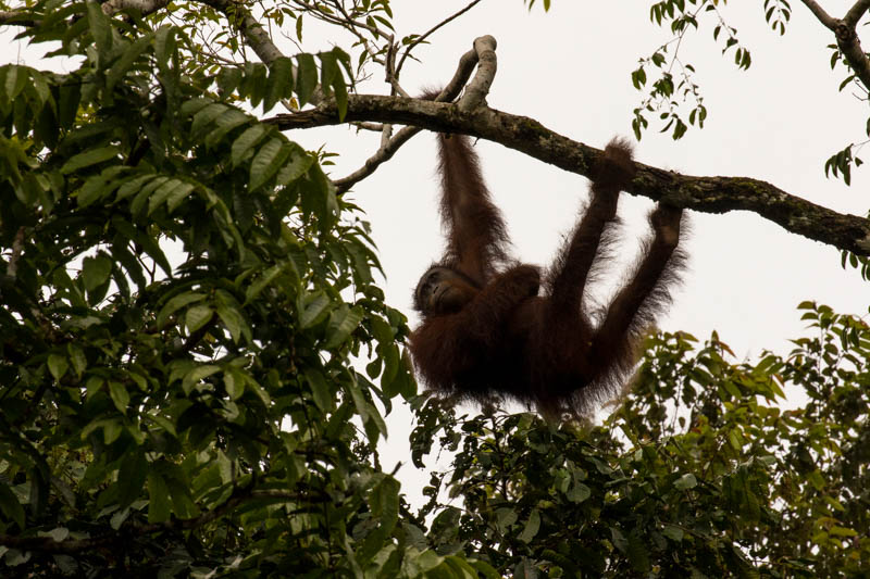 Bornean Orangutan