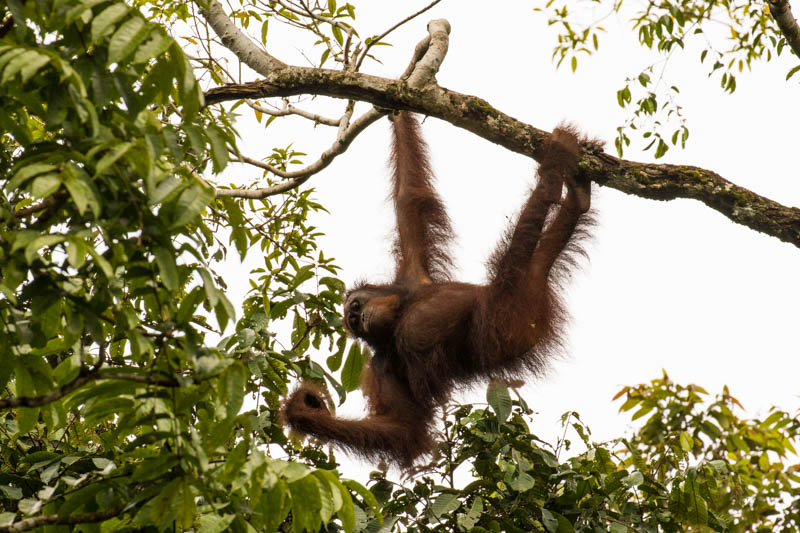 Bornean Orangutan