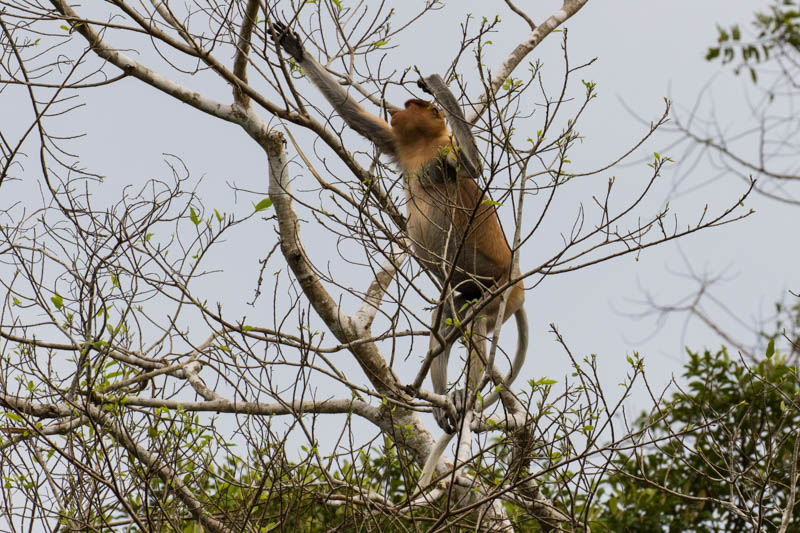 Proboscis Monkey