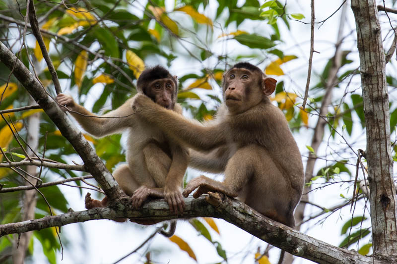 Sunda Pig-Tailed Macaques