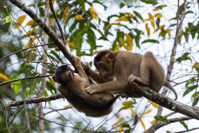 Sunda Pig-Tailed Macaques