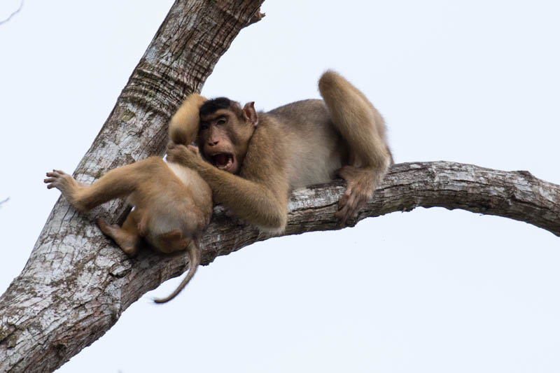 Sunda Pig-Tailed Macaques