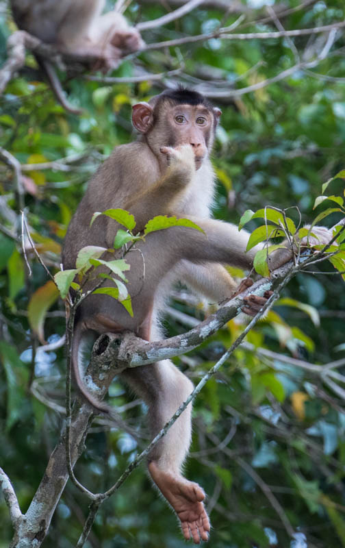 Sunda Pig-Tailed Macaques