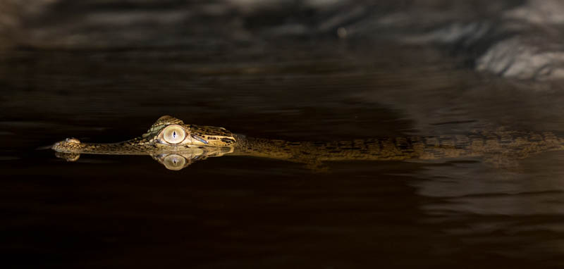 Juvenile Saltwater Crocodile