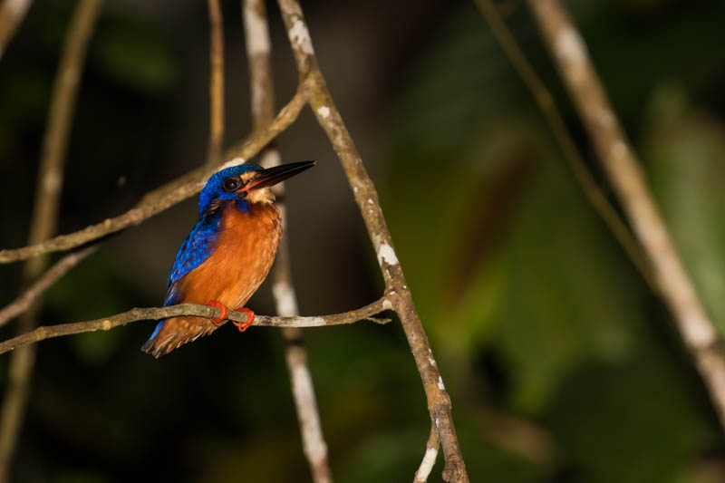 Blue-Eared Kingfisher