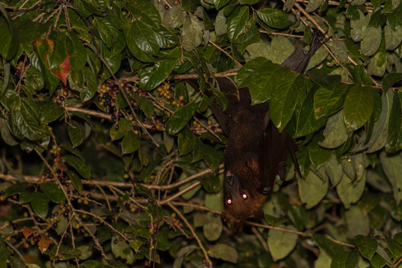 Large Flying Fox