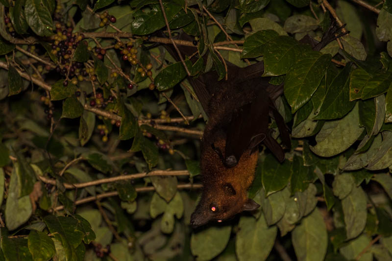 Large Flying Fox