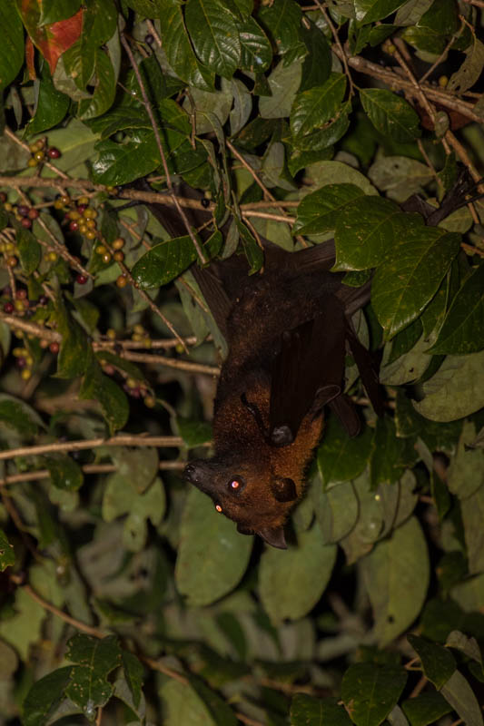 Large Flying Fox