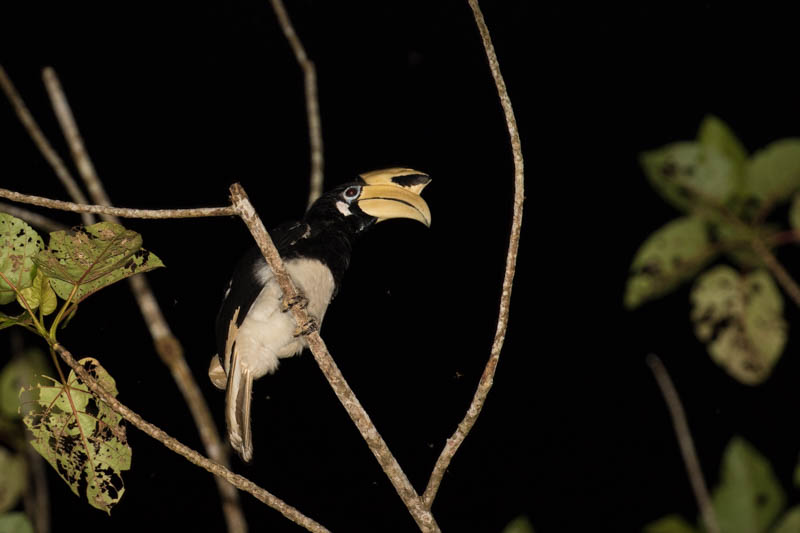 Oriental Pied Hornbill