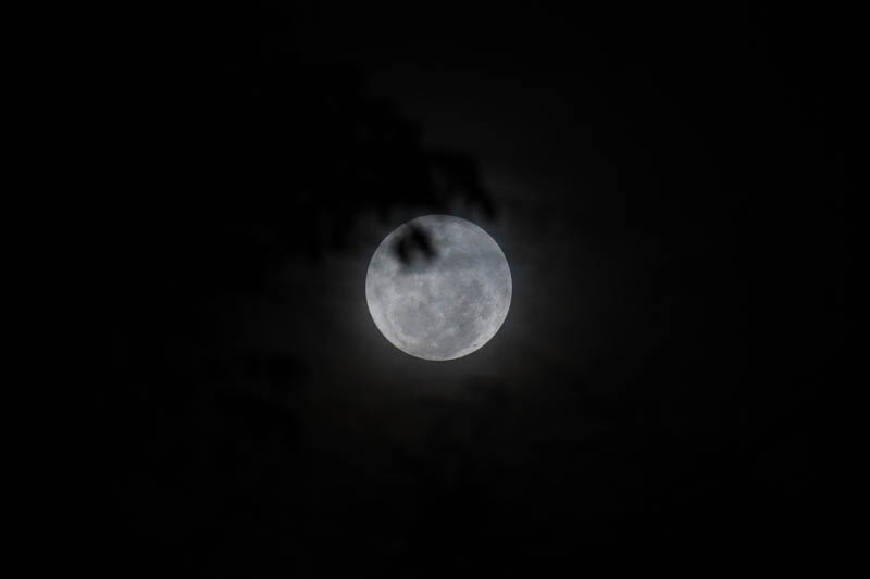 Moon Through Trees