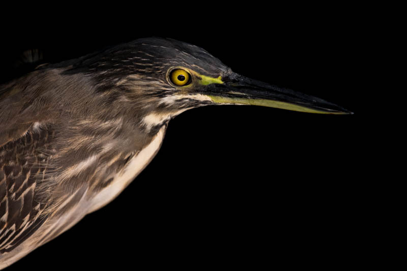 Little Heron